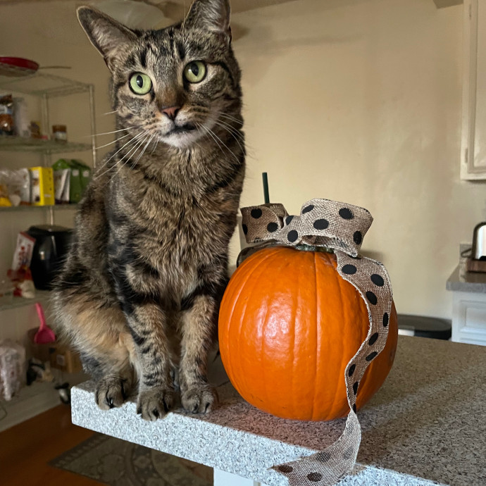 Priceless Peace Of Mind Cat Care In Oc