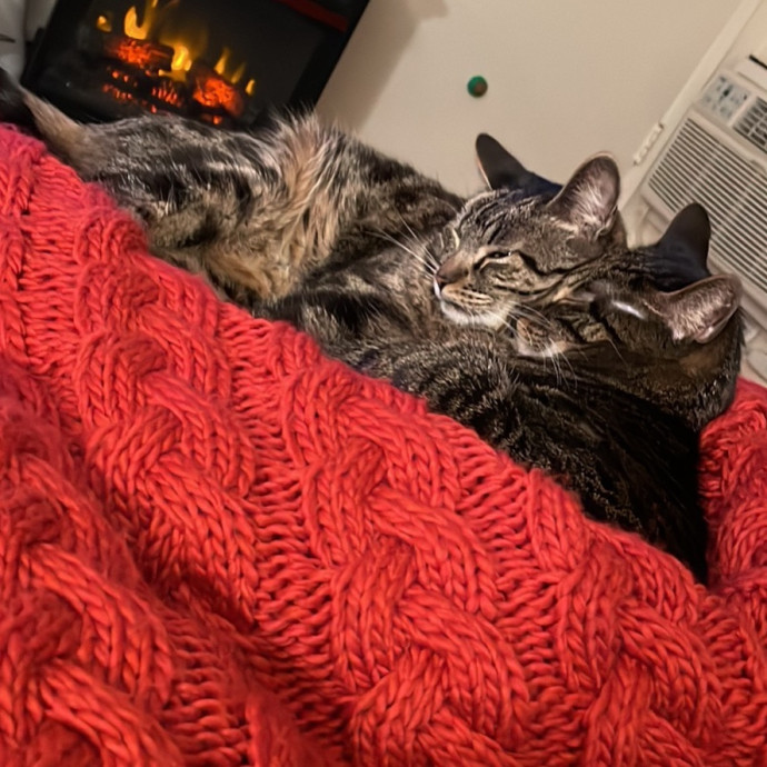 Priceless Peace Of Mind Cat Care In Oc