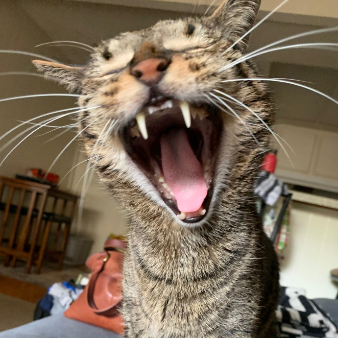 Priceless Peace Of Mind Cat Care In Oc