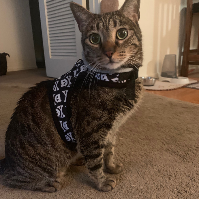 Priceless Peace Of Mind Cat Care In Oc