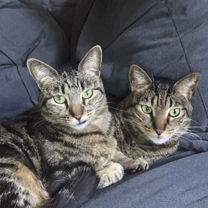 Priceless Peace Of Mind Cat Care In Oc