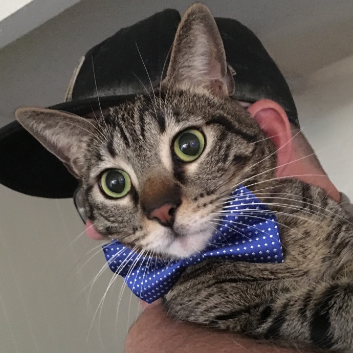 Priceless Peace Of Mind Cat Care In Oc
