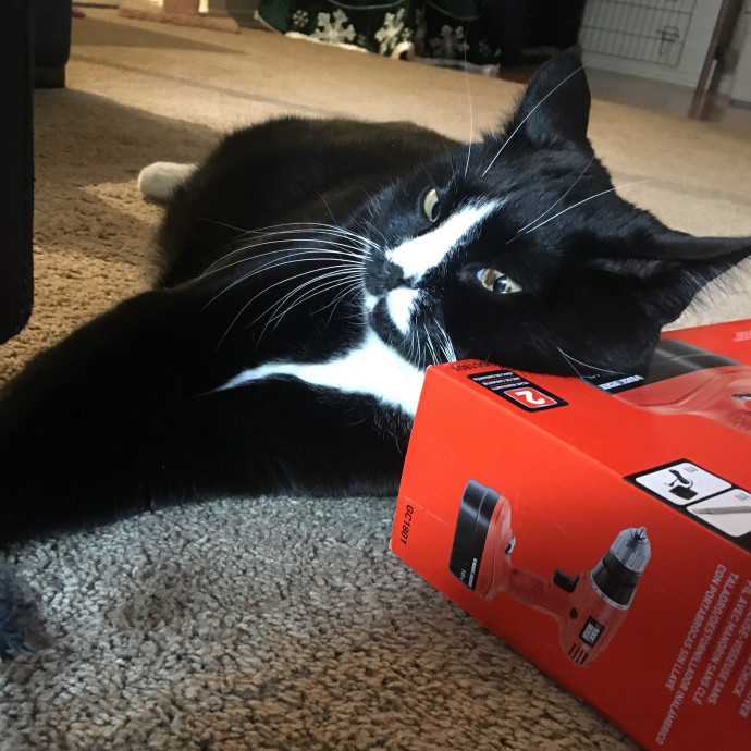 Priceless Peace Of Mind Cat Care In Oc