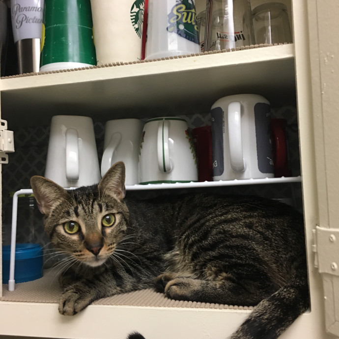 Priceless Peace Of Mind Cat Care In Oc