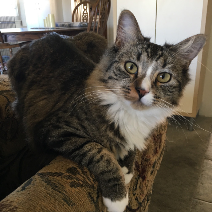 Priceless Peace Of Mind Cat Care In Oc