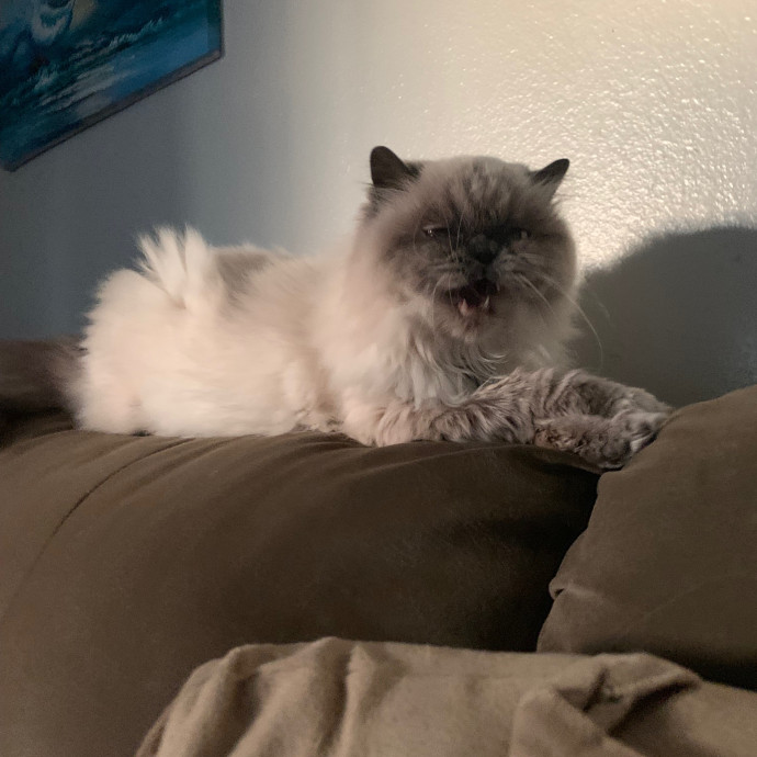 Priceless Peace Of Mind Cat Care In Oc