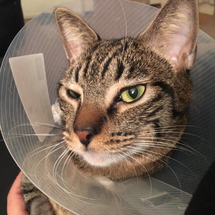 Priceless Peace Of Mind Cat Care In Oc