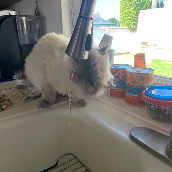 Priceless Peace Of Mind Cat Care In Oc