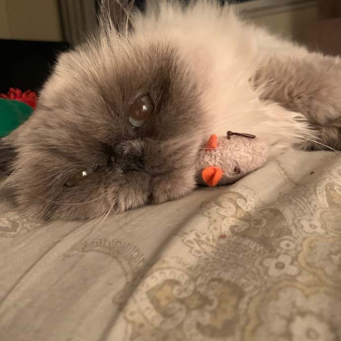 Priceless Peace Of Mind Cat Care In Oc