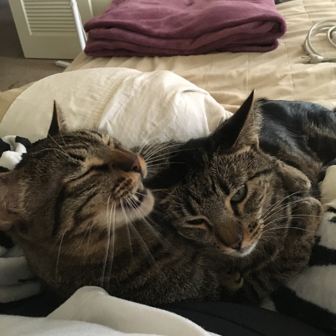 Priceless Peace Of Mind Cat Care In Oc