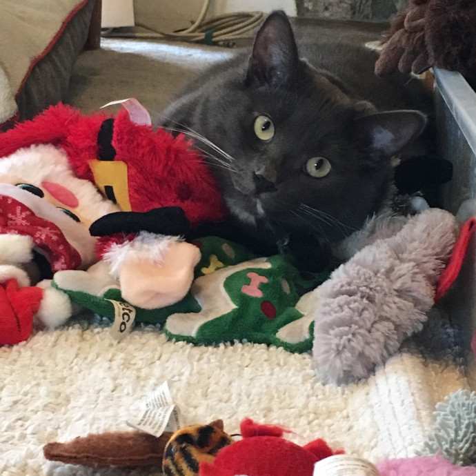 Priceless Peace Of Mind Cat Care In Oc