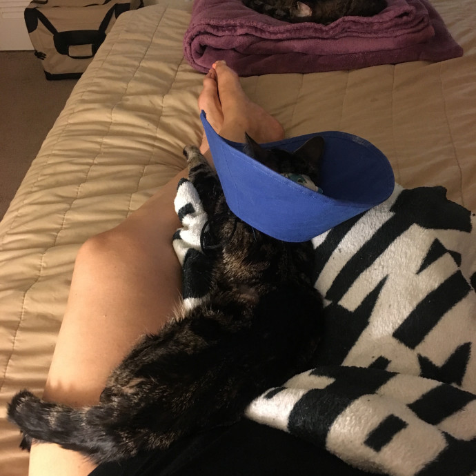 Priceless Peace Of Mind Cat Care In Oc
