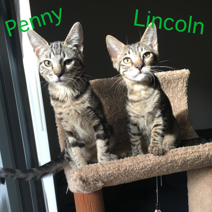 Priceless Peace Of Mind Cat Care In Oc