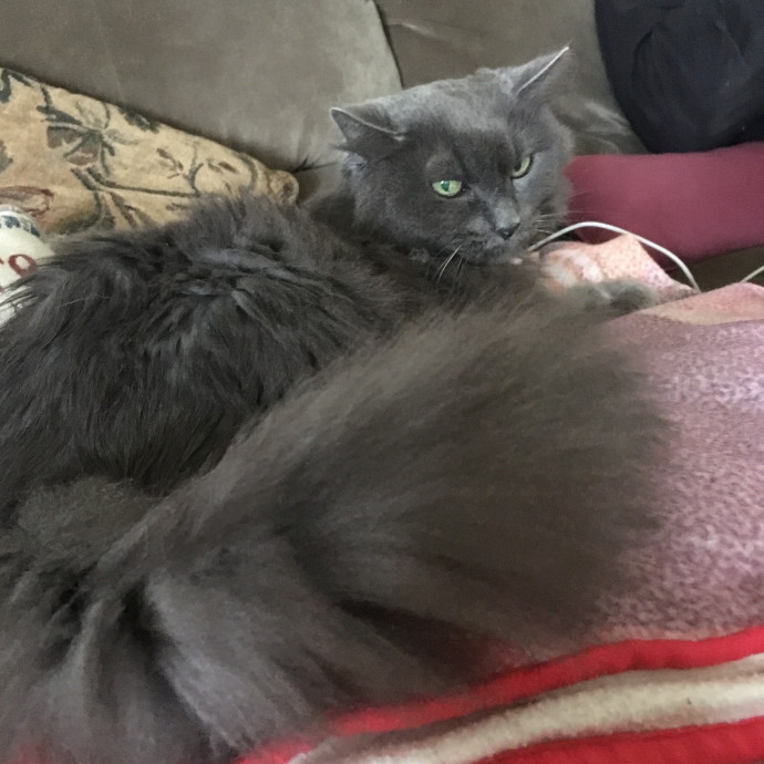Priceless Peace Of Mind Cat Care In Oc