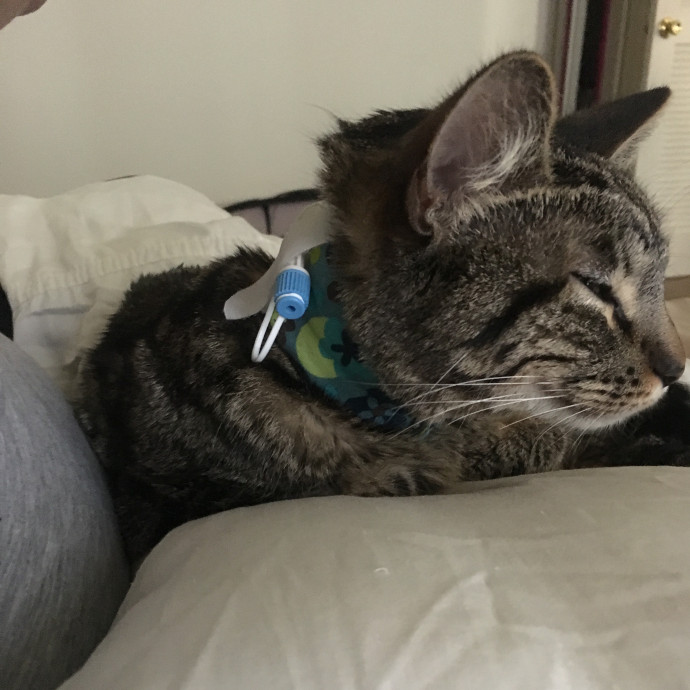 Priceless Peace Of Mind Cat Care In Oc photo 3
