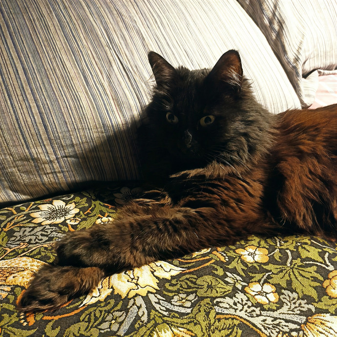 Cats Come First The Responsible Sitting photo 3