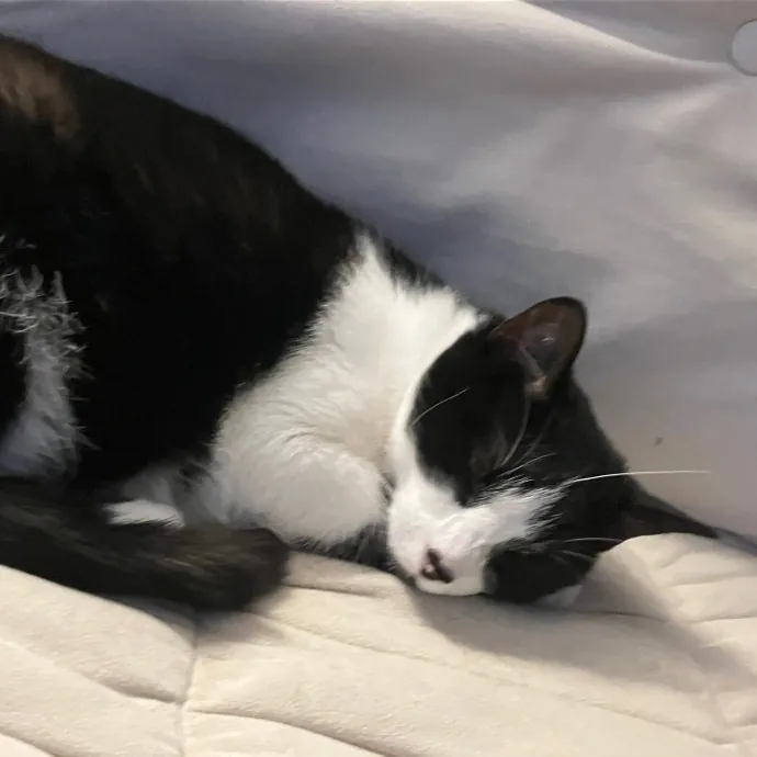 Onyx's Cat Camp