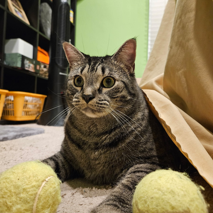 Your Neighborhood Pet Dad