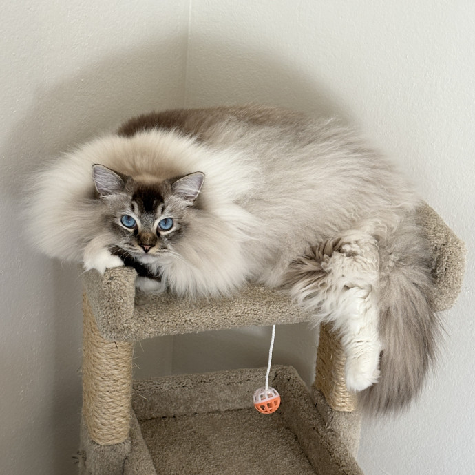 Celina's Carefree Catway