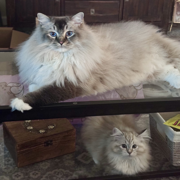 Celina's Carefree Catway