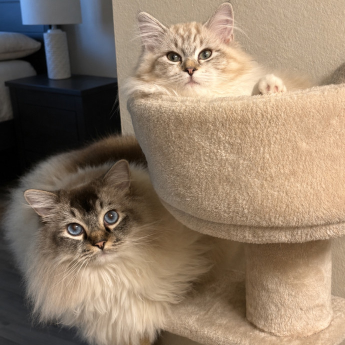 Celina's Carefree Catway photo 3