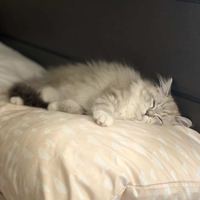 Celina's Carefree Catway photo 2