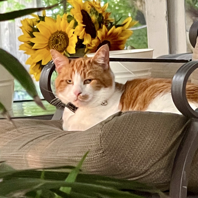Caring Cat Sitter