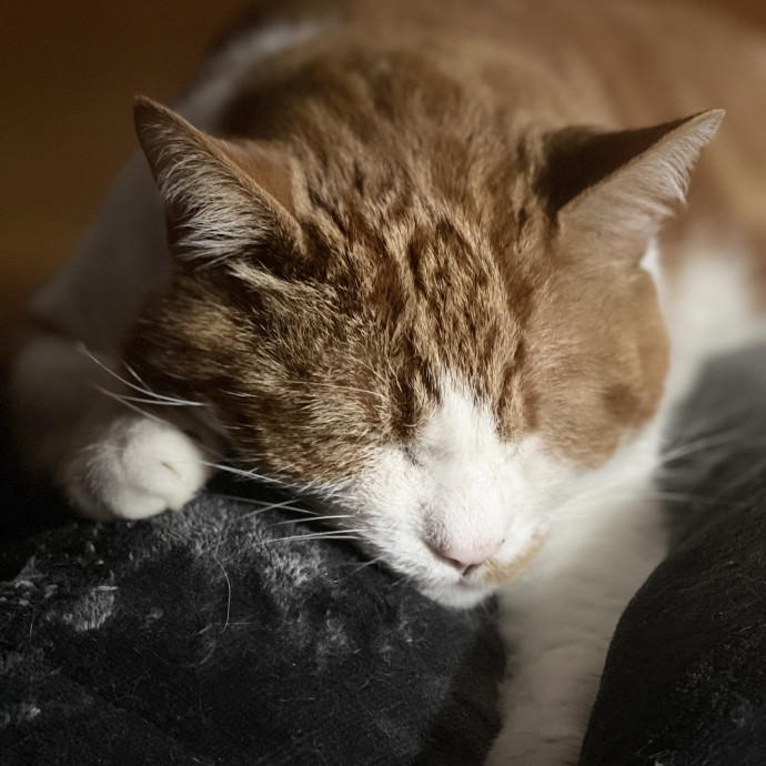Caring Cat Sitter photo 2