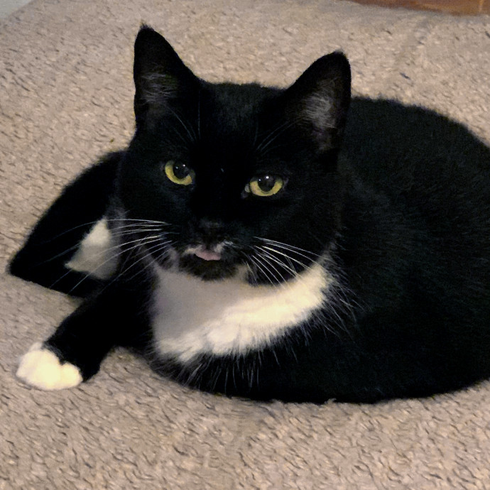 Ollie Onyx Cat Care