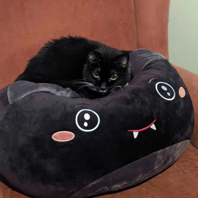 Ollie Onyx Cat Care photo 2