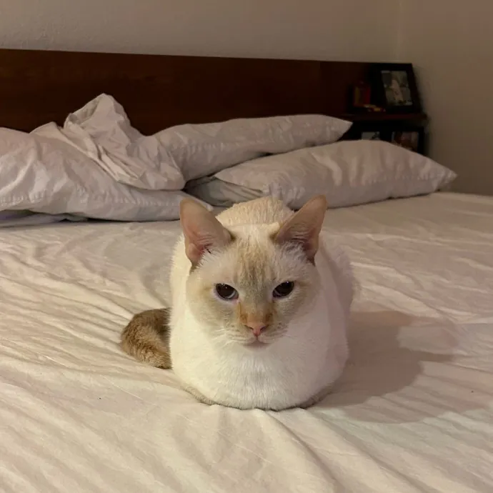 Lifelong Cat Lover Offering Kind Care