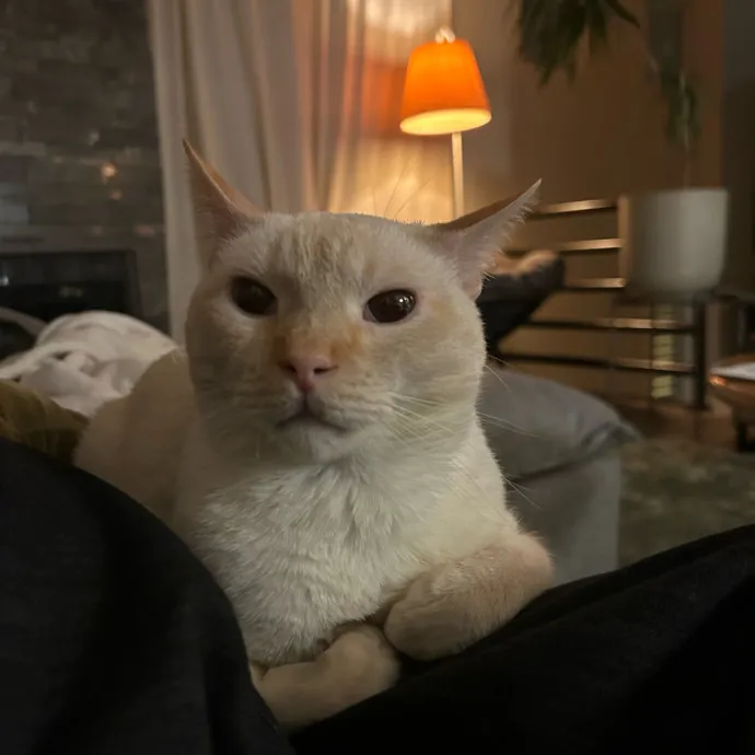 Lifelong Cat Lover Offering Kind Care