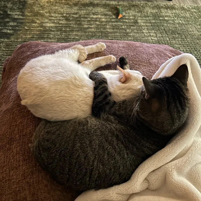 Lifelong Cat Lover Offering Kind Care