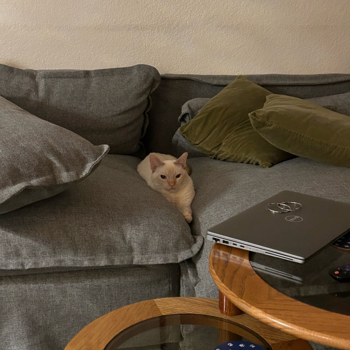 Lifelong Cat Lover Offering Kind Care