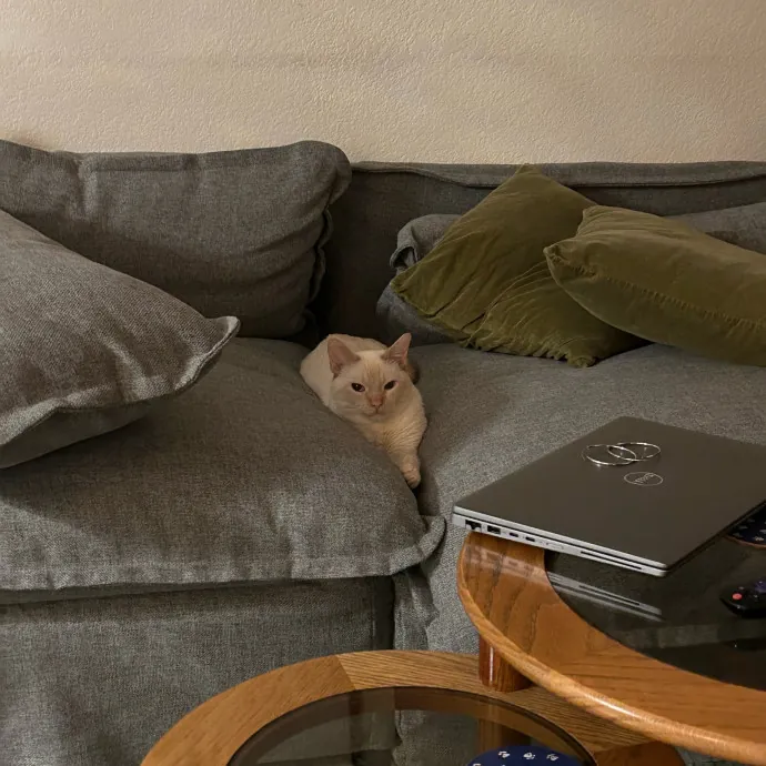 Lifelong Cat Lover Offering Kind Care