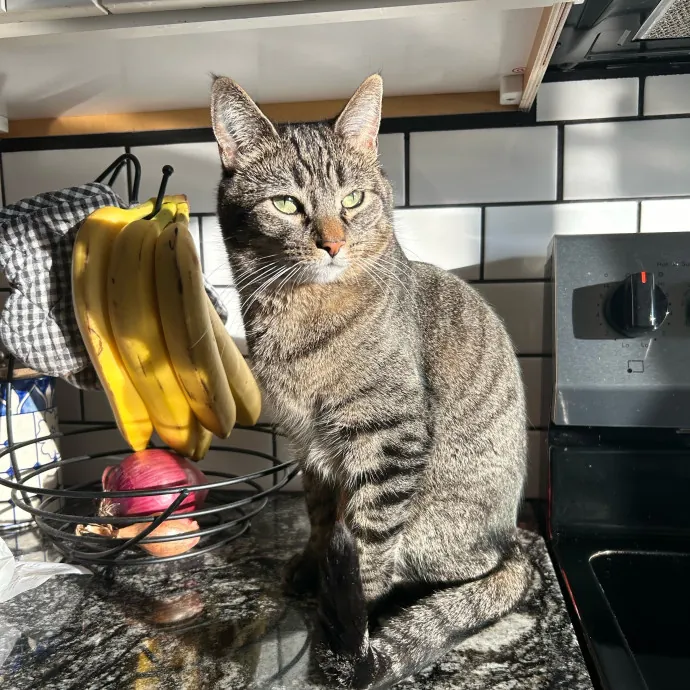 Lifelong Cat Lover Offering Kind Care