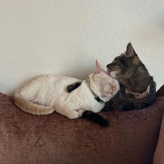 Lifelong Cat Lover Offering Kind Care