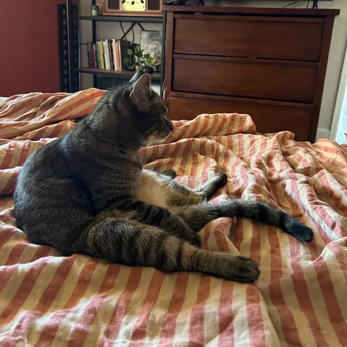 Lifelong Cat Lover Offering Kind Care