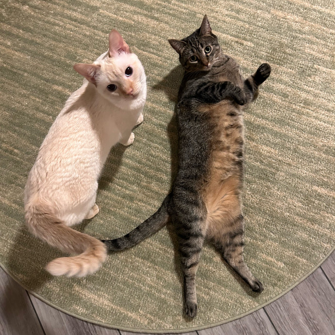 Lifelong Cat Lover Offering Kind Care