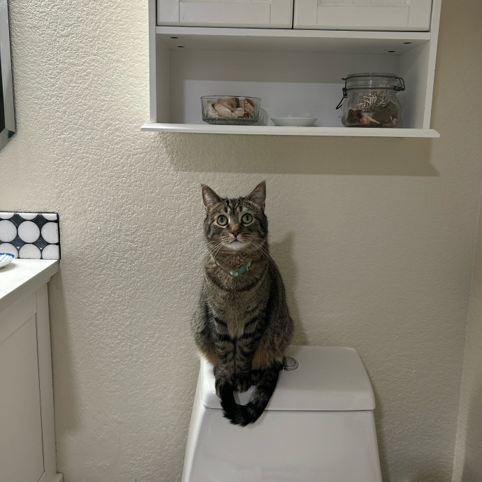 Lifelong Cat Lover Offering Kind Care