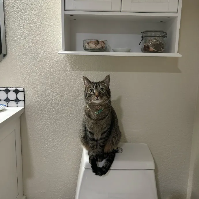 Lifelong Cat Lover Offering Kind Care