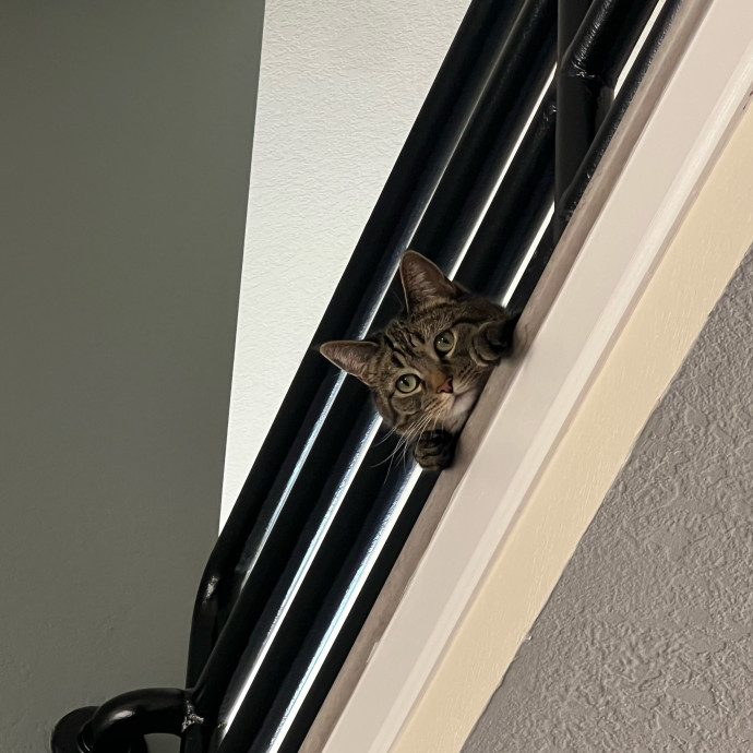Lifelong Cat Lover Offering Kind Care
