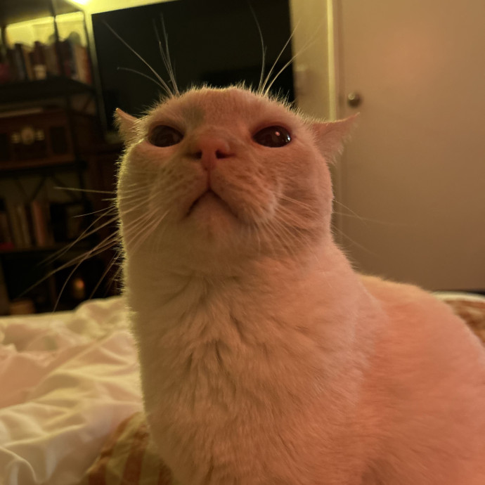 Lifelong Cat Lover Offering Kind Care photo 3