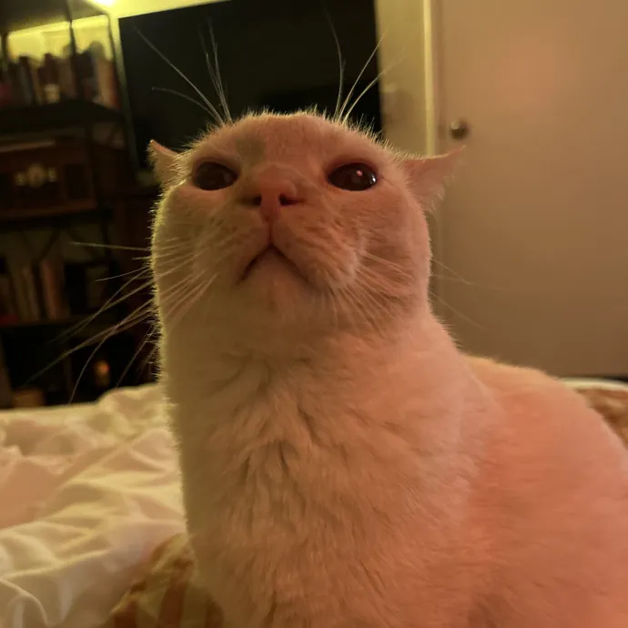 Lifelong Cat Lover Offering Kind Care photo 3