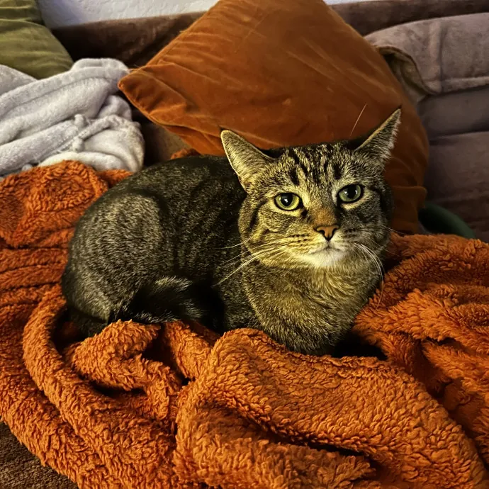 Lifelong Cat Lover Offering Kind Care photo 2