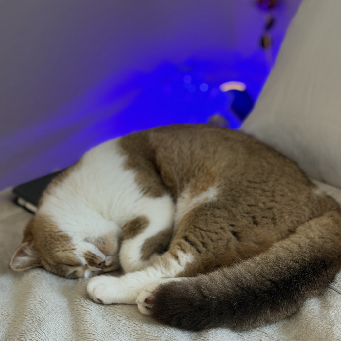 Loving  Reliable Cat Sitter