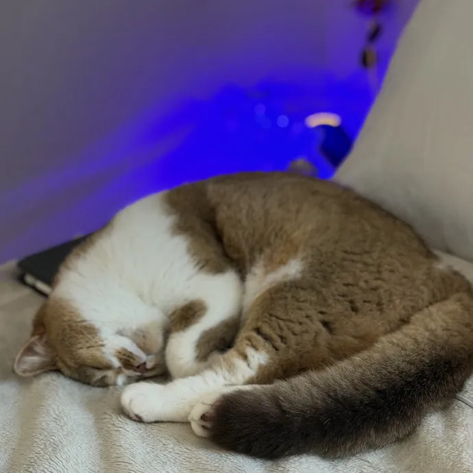 Loving  Reliable Cat Sitter
