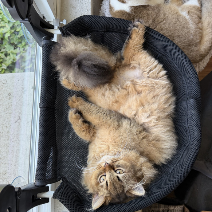 Loving  Reliable Cat Sitter