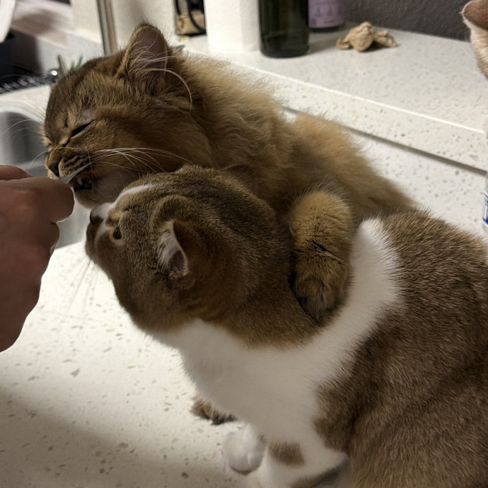 Loving  Reliable Cat Sitter