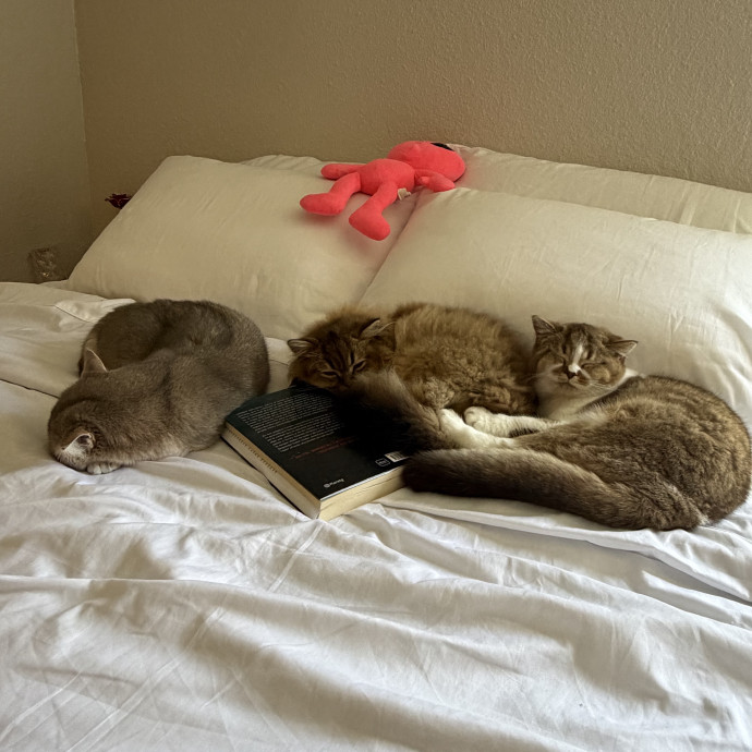 Loving  Reliable Cat Sitter